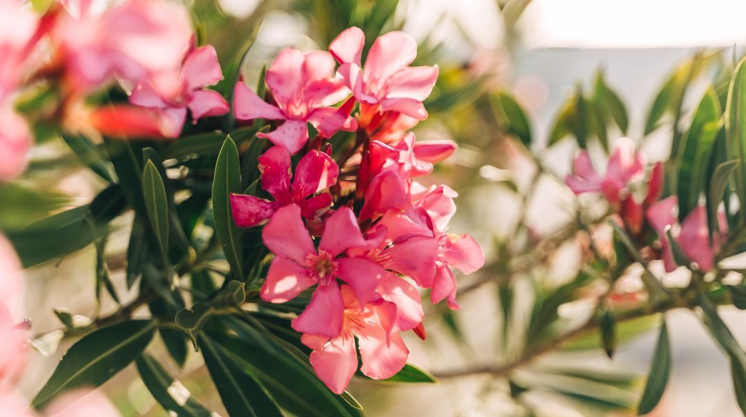 Τοξικότητα και κίνδυνοι από το φυτό πικροδάφνη - Τι προτείνει ο ΕΟΔΥ για την προστασία των παιδιών - Οδηγίες πρόληψης - Τι πρέπει να γνωρίζουν οι γονείς
