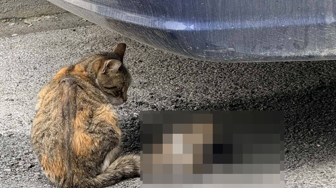 Βόλος: Έδεσαν νεογέννητα γατάκια στην ουρά της μητέρας τους