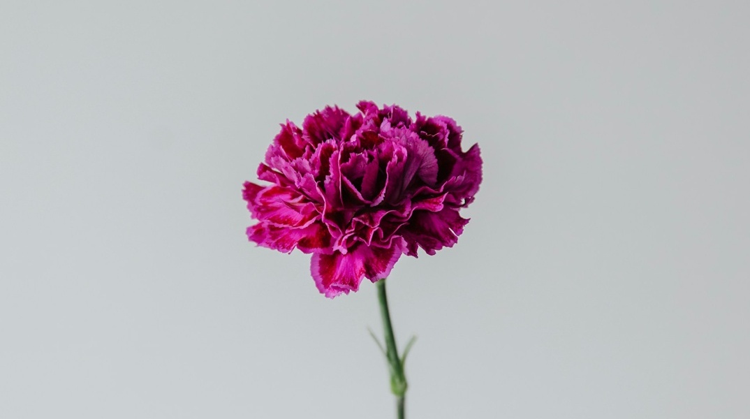 Ροζ γαρύφαλλο