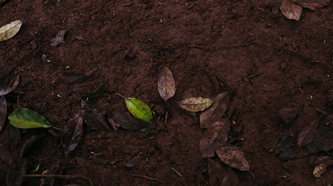 Χώμα και πεσμένα φυλλαράκια πάνω σε αυτό