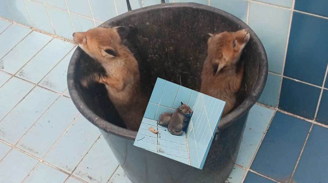 Αλεπουδάκια σε άδεια πισίνα στο Πανόραμα Θεσσαλονίκης 