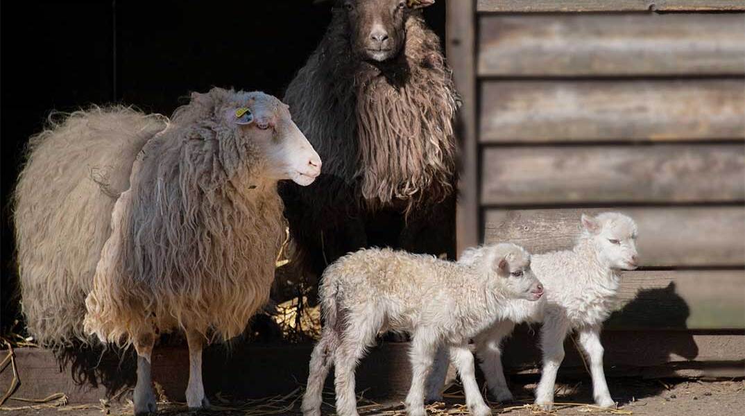 Πρόβατα βγαίνουν από τη στάνη