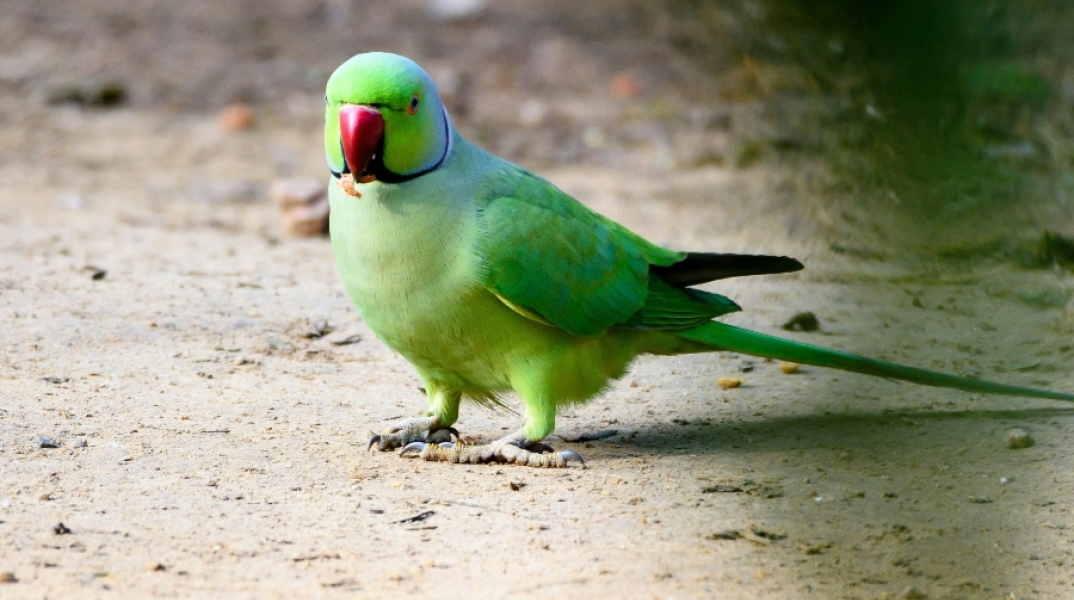 πράσινος παπαγάλος