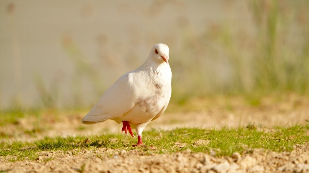 Λευκό περιστέρι στο έδαφος