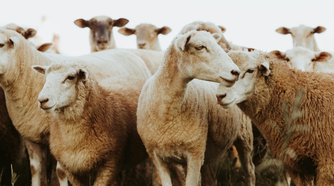 Λασίθι: Δύο αδέρφια επιτέθηκαν σε 36χρονο με μαχαίρι επειδή τους κατηγόρησε ότι τα ζώα τους μπαίνουν στο χωράφι του