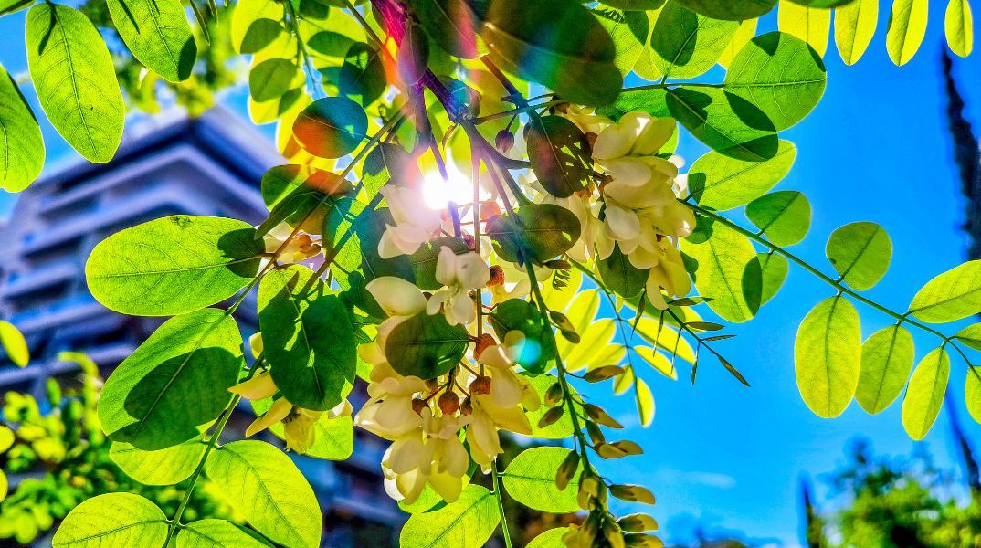 Καιρός: Ηλιοφάνεια και υψηλές θερμοκρασίες την Κυριακή - Πού θα βρέξει