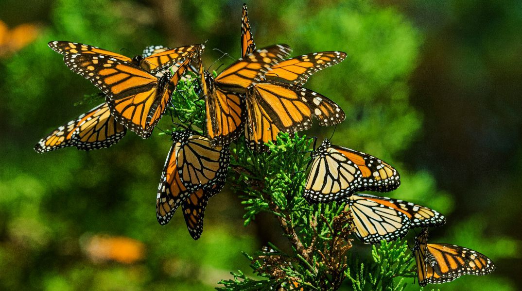 Δραματική μείωση των πεταλούδων στη Βόρεια Αμερική - Τι συμβαίνει