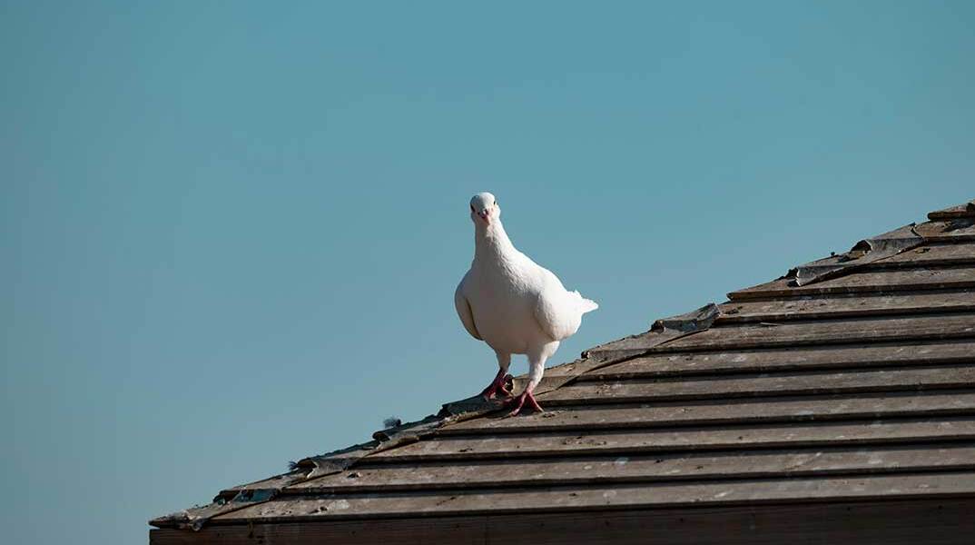 Λευκό περιστέρι στη στέγη σπιτιού