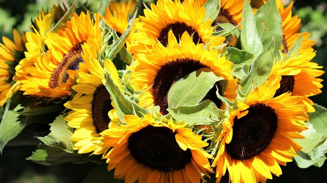 Εορτολόγιο: Σήμερα 30 Απριλίου 2026 γιορτάζει…