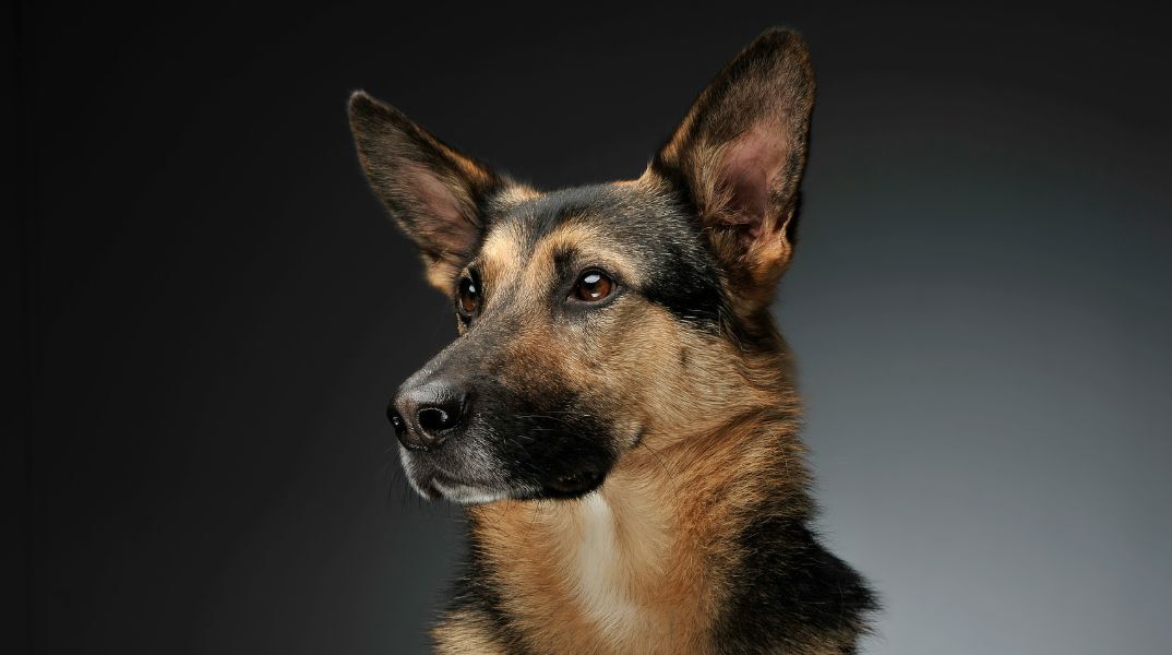 Μελέτη δείχνει ότι ο εγκέφαλος των σκύλων συρρικνώθηκε πριν 5.000 χρόνια λόγω εξημέρωσης, αλλά απέκτησαν μοναδικές ικανότητες επικοινωνίας με τον άνθρωπο 