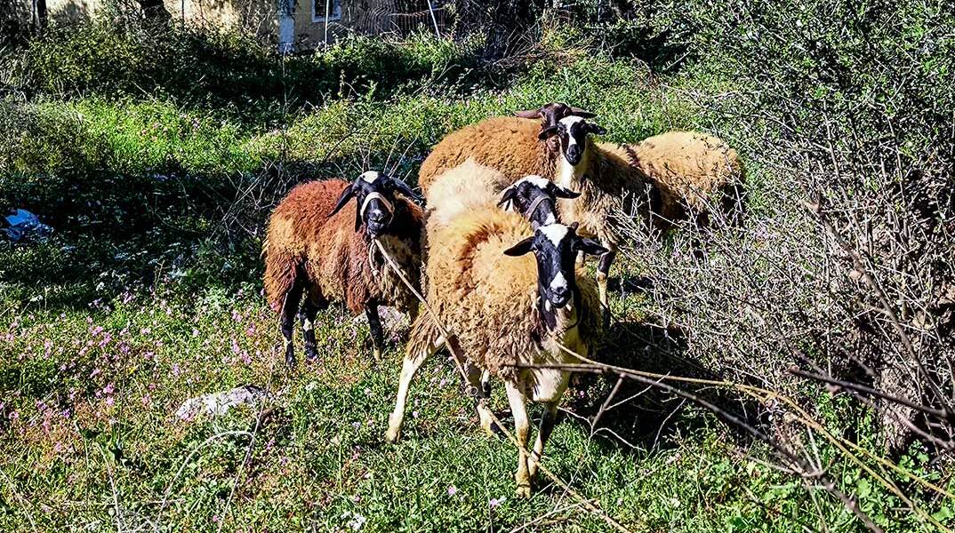 Πρόβατα