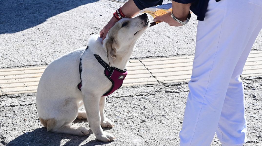 Η Δημοτική Αστυνομία Θεσσαλονίκης πραγματοποίησε 56 ελέγχους τον Μάιο, βεβαιώνοντας πρόστιμα 1.700 ευρώ για παραβάσεις της νομοθεσίας για τα ζώα συντροφιάς.