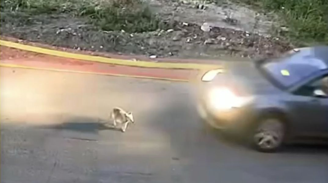Ταυτοποιήθηκε στη Γαστούνη η οδηγός που φέρεται να παρέσυρε θανάσιμα σκυλάκι - Οι αρχές ερευνούν το περιστατικό και σχηματίζουν δικογραφία.