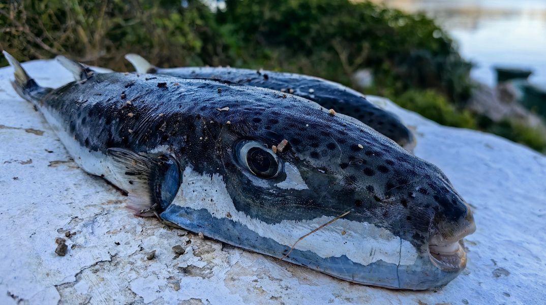 Το ΥΠΑΑΤ σχεδιάζει πιλοτική εξαλίευση λαγοκέφαλων με οικονομικό κίνητρο για αλιείς - Σχέδιο για συνεργασία με φορείς και ασφαλή διαχείριση της τοξικής βιομάζας.