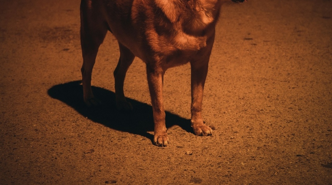 Πόδια σκύλου