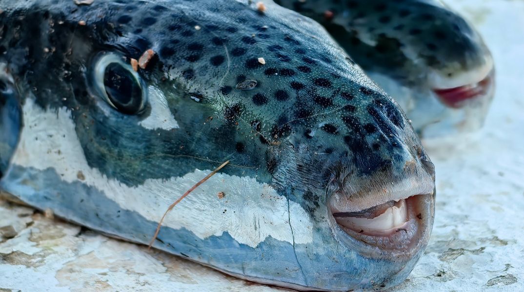 «Επικηρύχθηκε» για 5,33 ευρώ το κιλό ο λαγοκέφαλος σε δύο περιοχές - Τα μέτρα στήριξης για τους ψαράδες