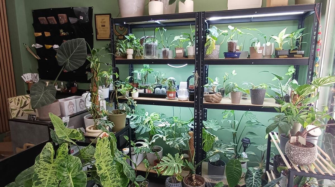 «My tropical plant» στη Θεσσαλονίκη