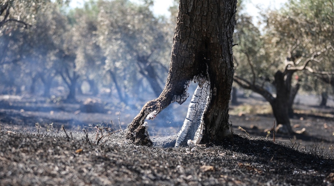 Κορμός δέντρου που καπνίζει μετά από φωτιά