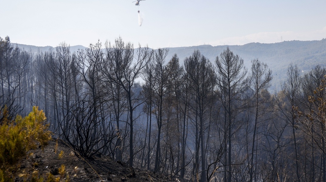 Καμένα δέντρα σε δάσος της Ισπανίας