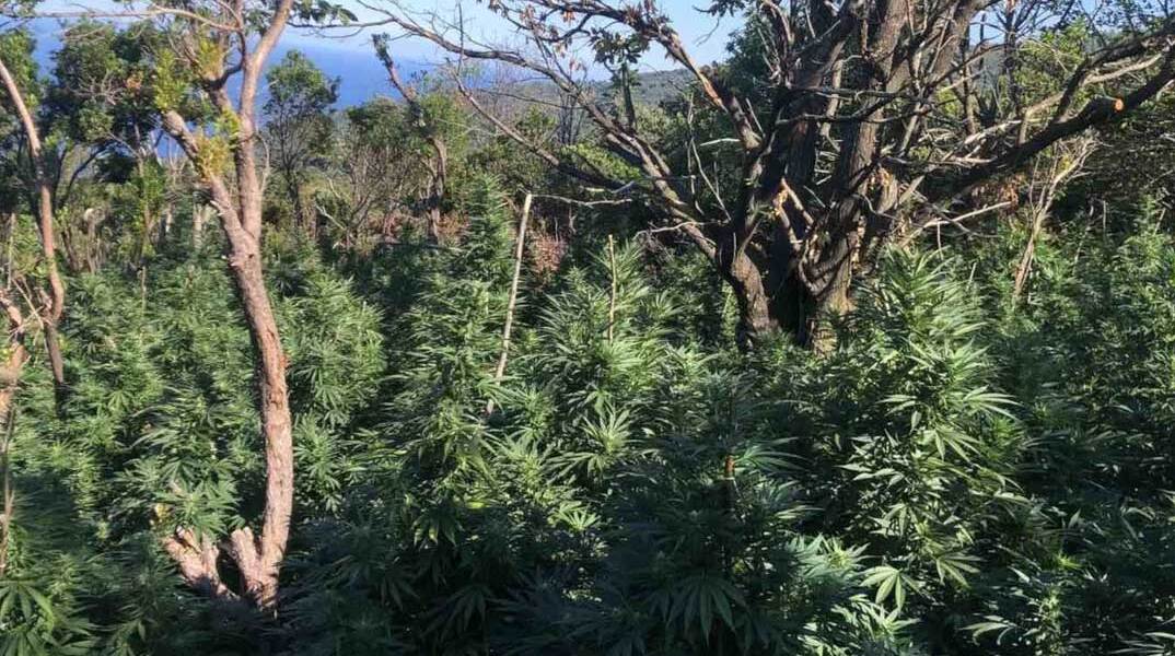 Δάσος κάνναβης στη Φθιώτιδα