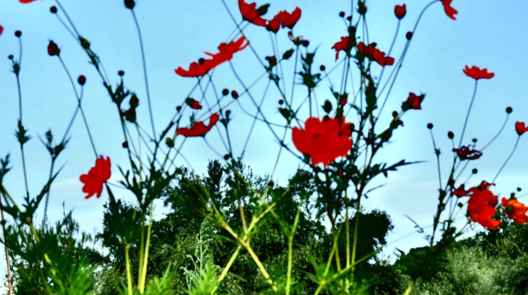«Κρυφός Κήπος / Secret Garden»: Η φωτογραφική έκθεση της Ένης Κούκουλα στην Άνδρο