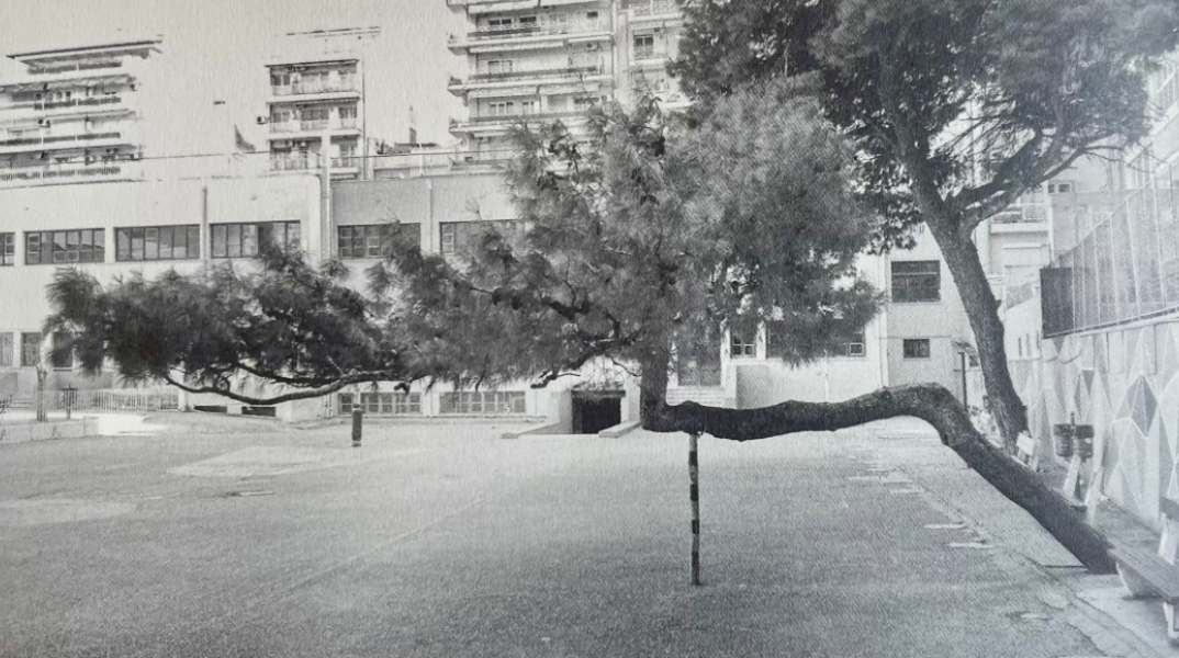 Τάσος Ζαφειριάδης Δίκην μνημοσύνου για το στραβό δέντρο στο 41ο Δημοτικό Σχολείο
