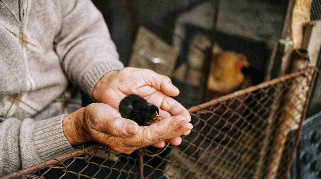 Ηλικιώμενος αφήνει ελεύθερο ένα πουλάκι