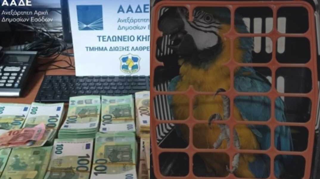 Λεφτά, όπλα, ναρκωτικά και... παπαγάλοι κατασχέθηκαν από την ΑΑΔΕ σε τελωνεία και αεροδρόμια