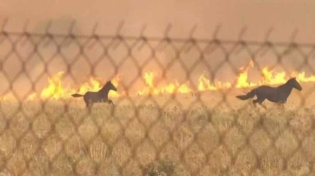 Άλογα στο Κανδύλι καλπάζουν μακριά από τη φωτιά στη Δυτική Αττική