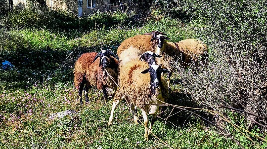 Πρόβατα έξω από στάνη κτηνοτρόφου