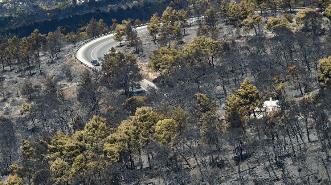 Πάνω από 180.000 καμένων δασικών εκτάσεων σε λίγες μόλις ημέρες, σύμφωνα με το WWF - Προειδοποιεί για κίνδυνο οριστικής υποβάθμισης των οικοσυστημάτων