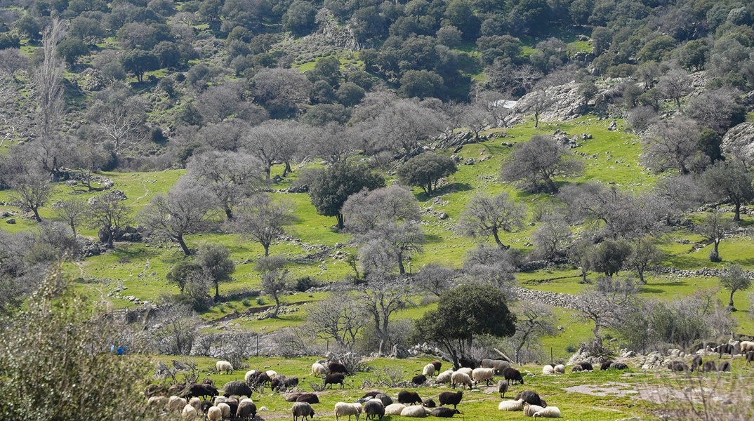 Αιγοπρόβατα σε πλαγιά στη Λέσβο