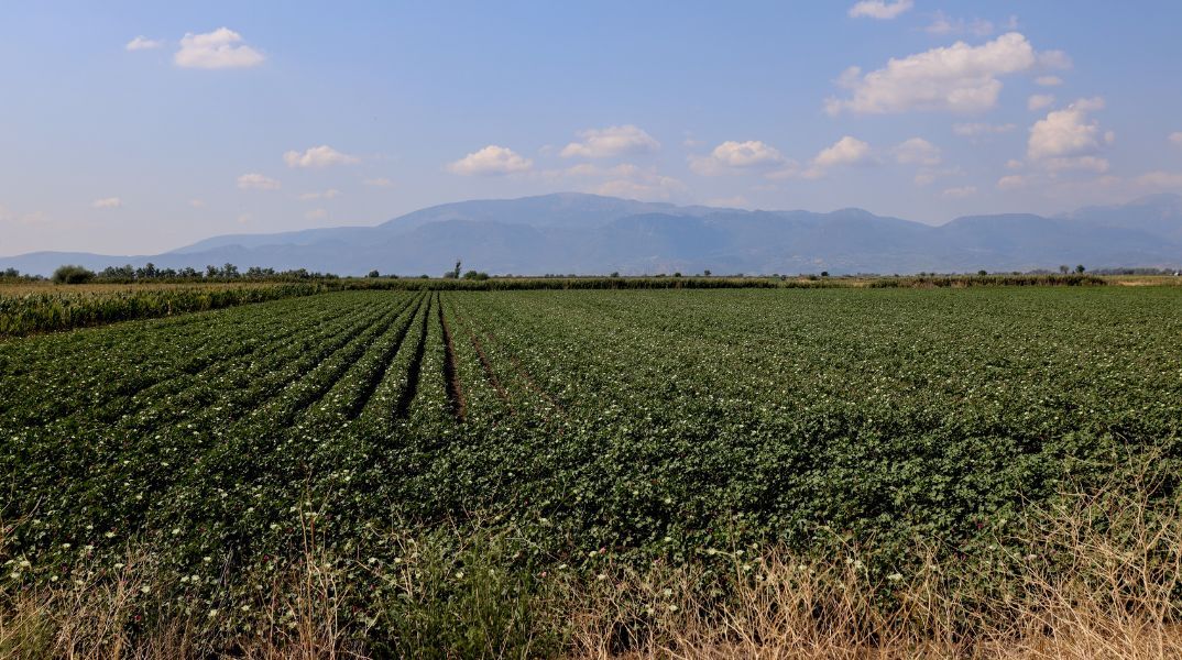 Ο ΕΛΓΑ προσλαμβάνει 60 γεωπόνους για Λαμία, Λάρισα και Ηράκλειο - Η προθεσμία υποβολής των ηλεκτρονικών αιτήσεων λήγει στις 18 Αυγούστου 2026.