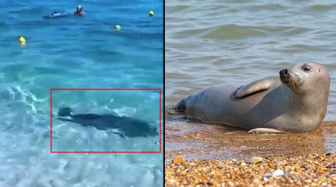 Φώκια στην Κινέτα ανάμεσα σε λουόμενους