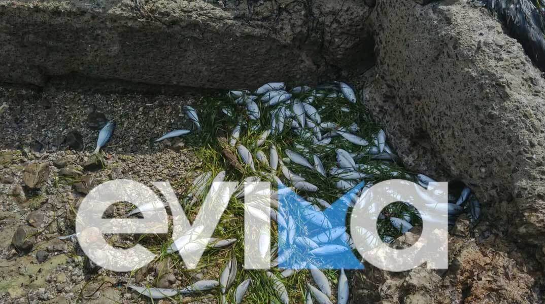 Νεκρά ψάρια στην Εύβοια