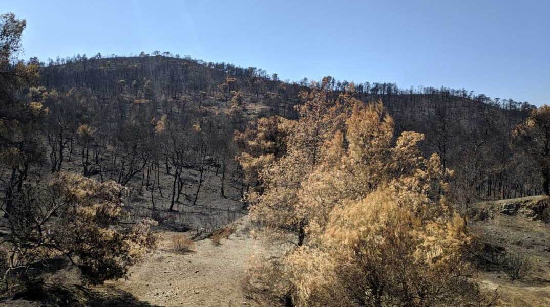 Καμένες εκτάσεις μετά την πυρκαγιά