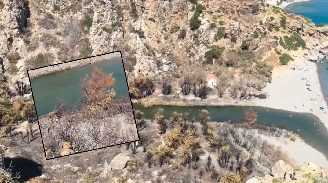 Το φοινικόδασος Πρέβελη στο Ρέθυμνο μετά την πυρκαγιά του Ιουλίου