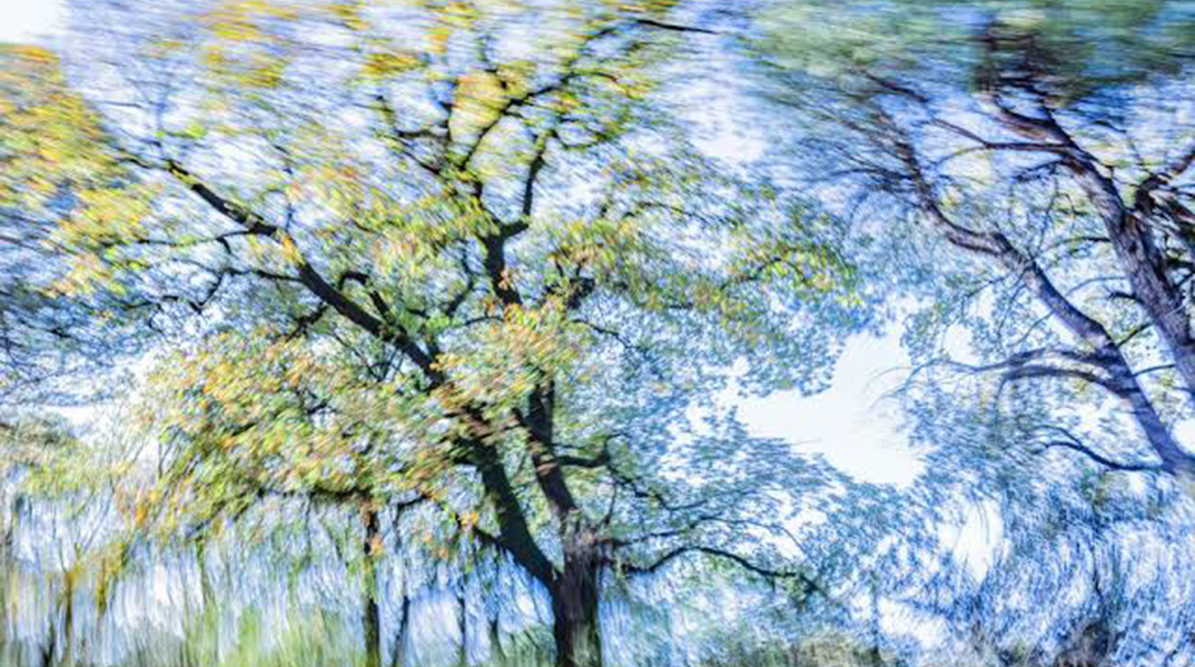 ?Trees Dance! Η νέα φωτογραφική ενότητα του Τάσου Βρεττού στη Nitra Gallery