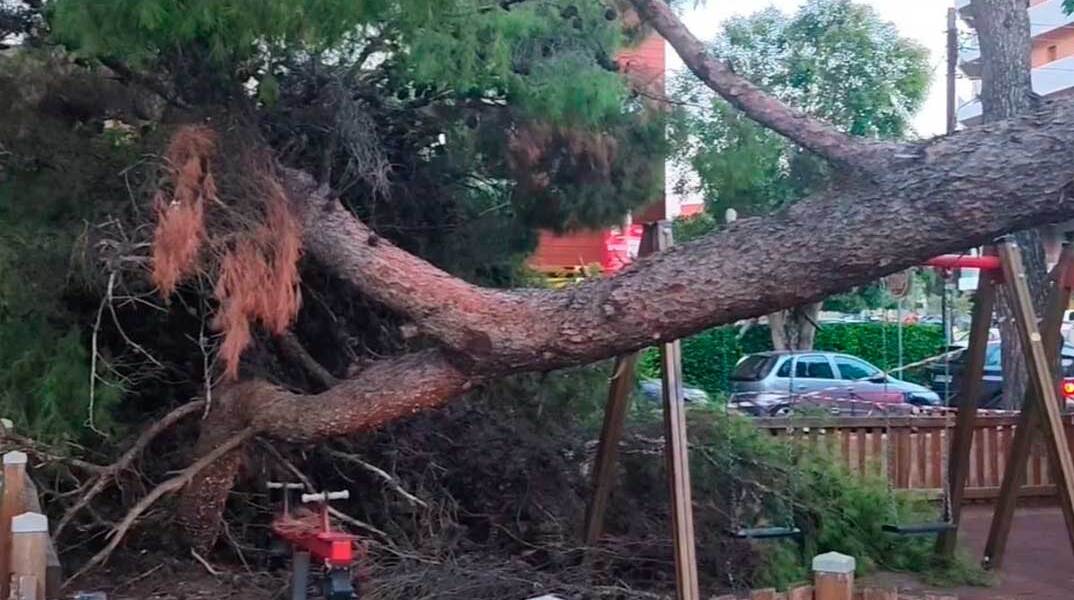 Πτώση δέντρου σε πάρκο στην Καλαμαριά