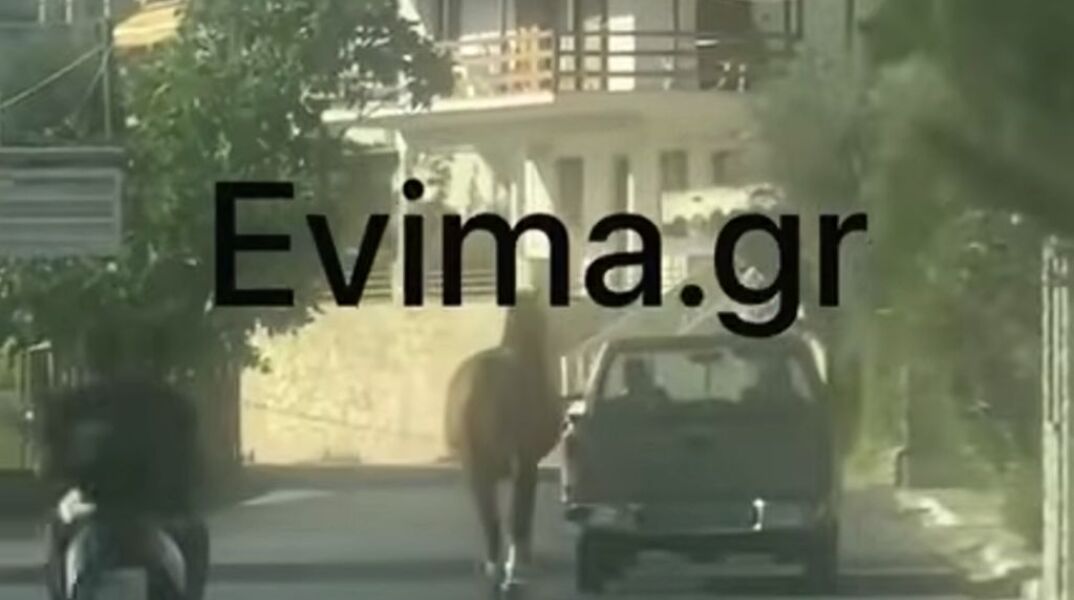 Εύβοια: Οδηγός έδεσε άλογο στην καρότσα και το έσερνε στον δρόμο με το αγροτικό