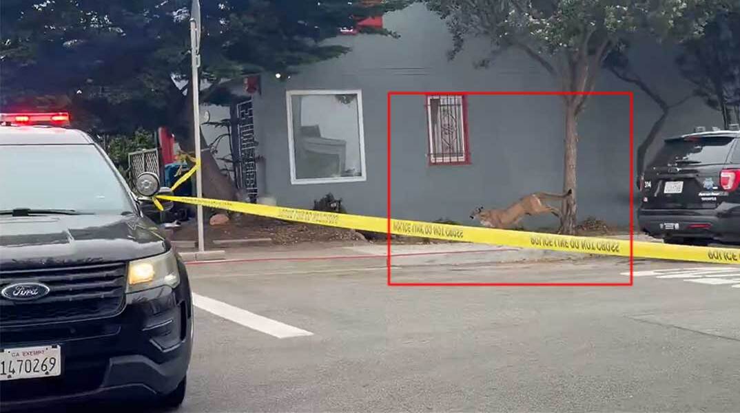 Κούγκαρ σε γειτονιά στο Σαν Φρανσίσκο