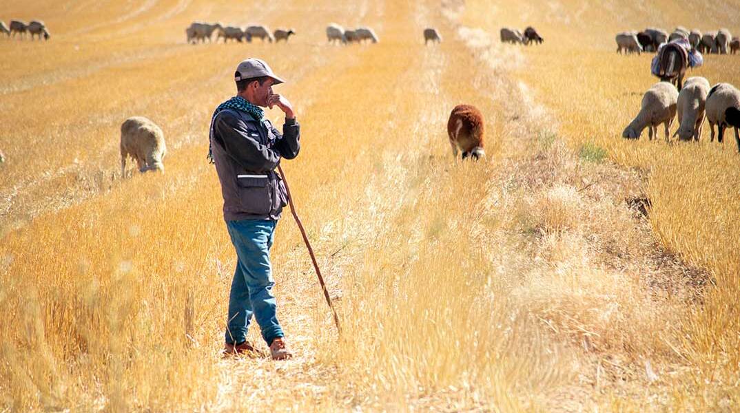 Βοσκός με πρόβατα στην ύπαιθρο