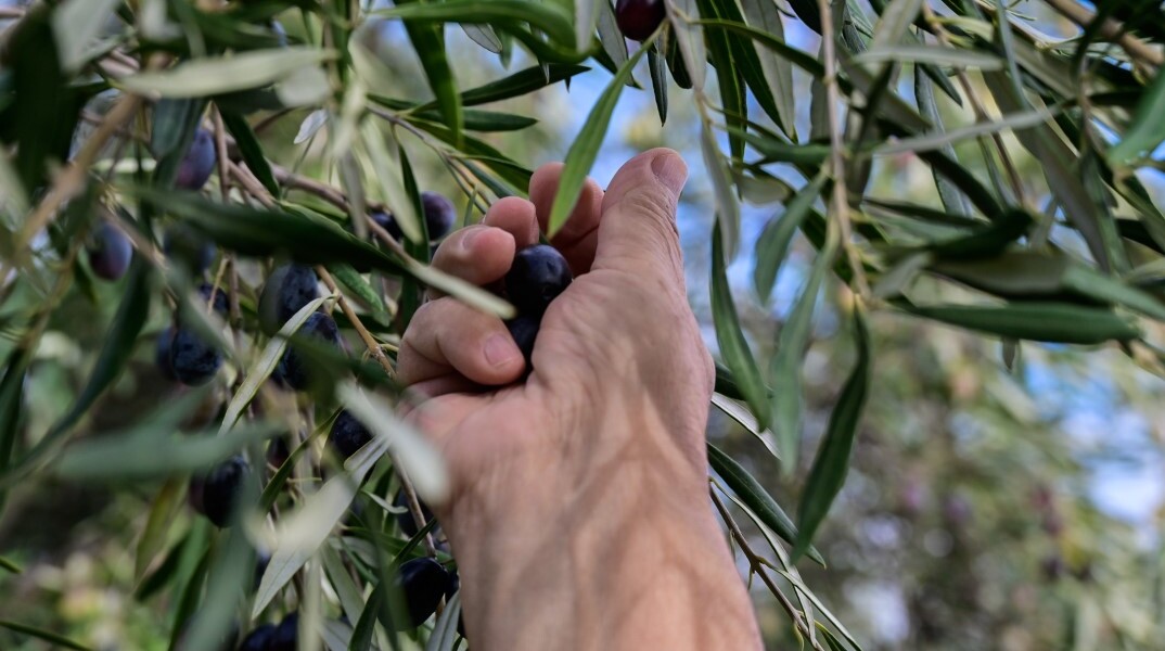 Χέρι παραγωγού σε κλαδί ελιάς