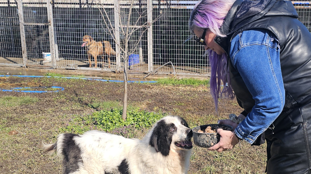 H Κατερίνα Παπαποστόλου σε κυνοκομείο της Αλεξάνδρειας