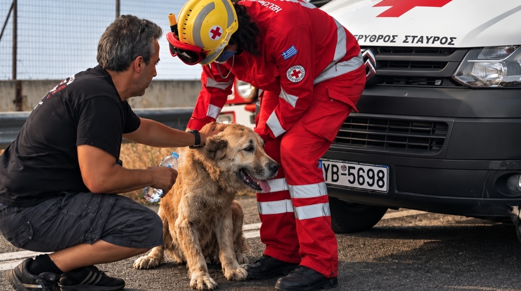 Ελληνικός Ερυθρός Σταυρός: Όταν  το κατοικίδιό σου κινδυνεύει, ξέρεις τι να κάνεις;  