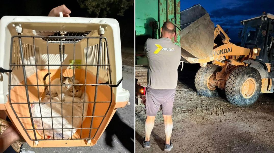 Δύο γατάκια διασώθηκαν από απορριμματοφόρο στη Ρόδο - Αστυνομία, Λιμενικό, Δήμος και εθελοντές συνεργάστηκαν για τον ασφαλή απεγκλωβισμό τους.