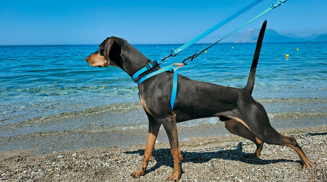Bailu dog accessory