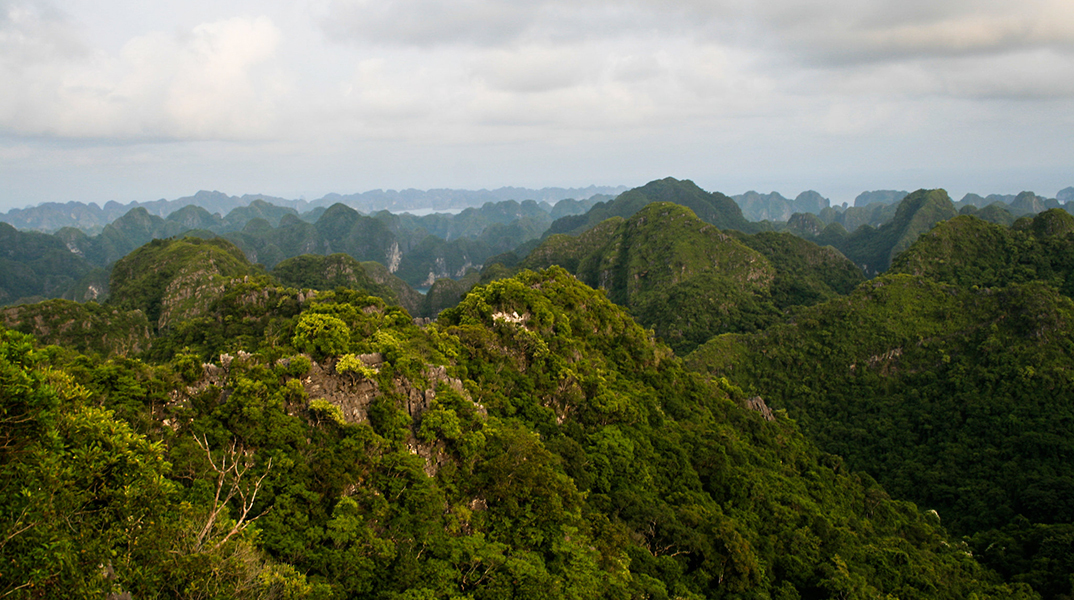 Τα δάση σύμμαχος απέναντι στην κλιματική αλλαγή
