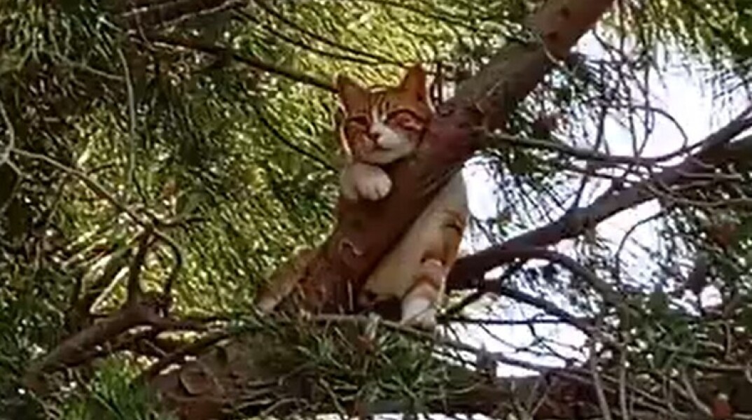 gata
