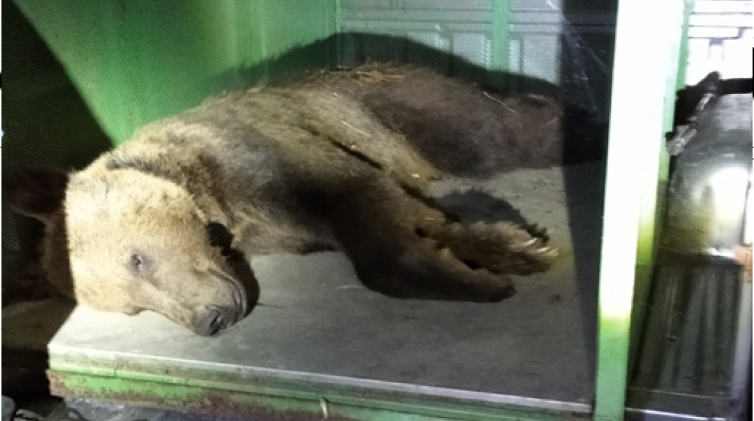 Πλατώνις: Η νεαρή αρσενική αρκούδα απέστρεψε στην Καστοριά